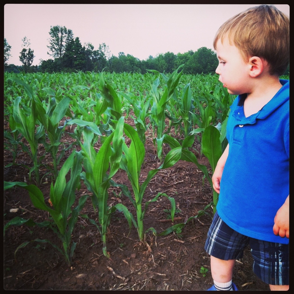 Checking out Daddy's corn